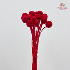 Preservative Craspedia - Red