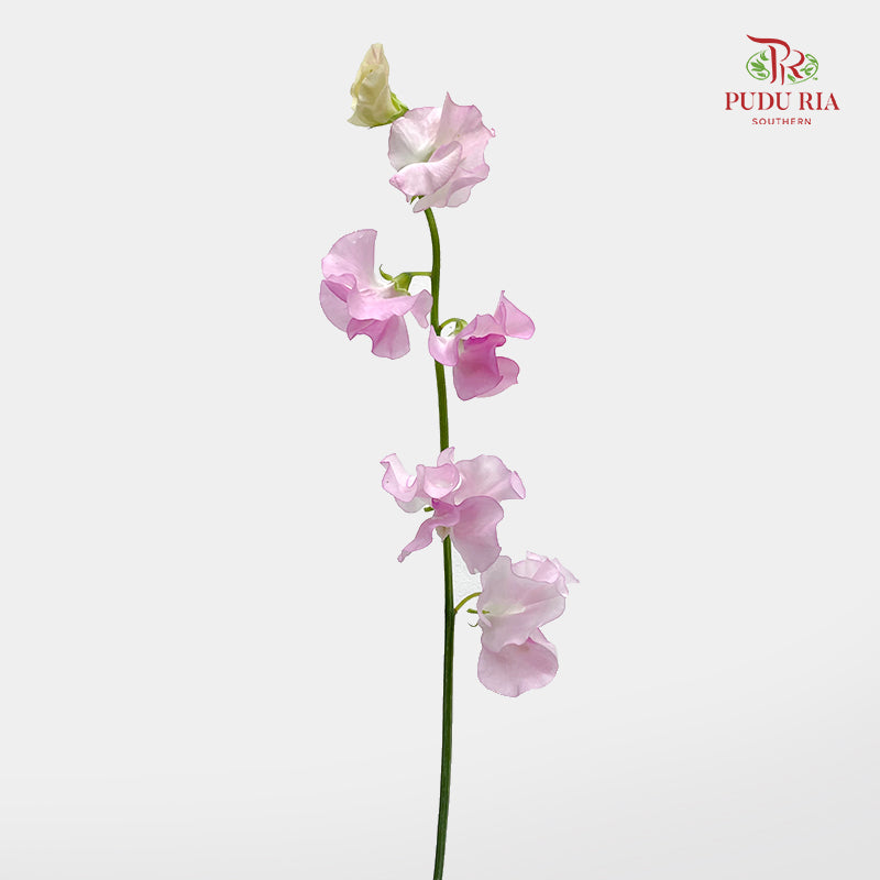 Sweet Pea Pink 香豌豆 - (5 Stems)