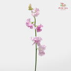 Sweet Pea Pink 香豌豆 - (5 Stems)