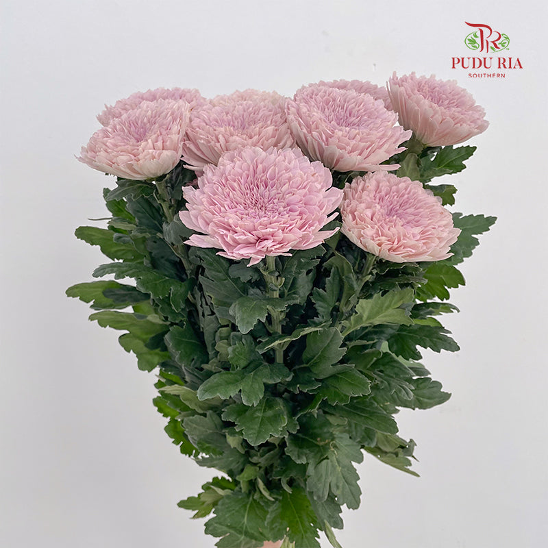 Net Mum Chrysanthemum Pink - (10-12 Stems)