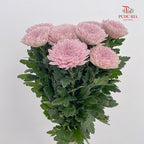 Net Mum Chrysanthemum Pink - (10-12 Stems)