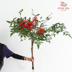 Nandina Domestica Berry - (Per Bundle)