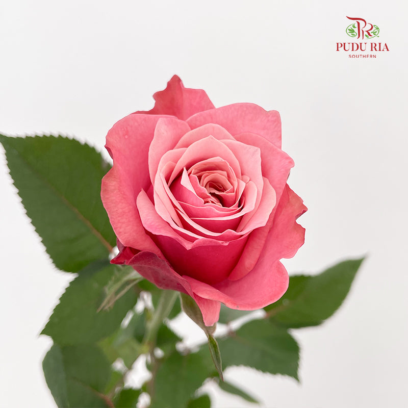 Rose Ladybro - (8-10 Stems)