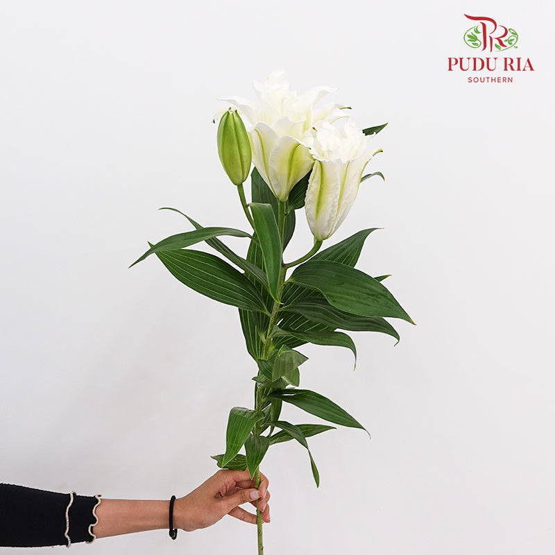 Rose Lily White - (5 Stems)