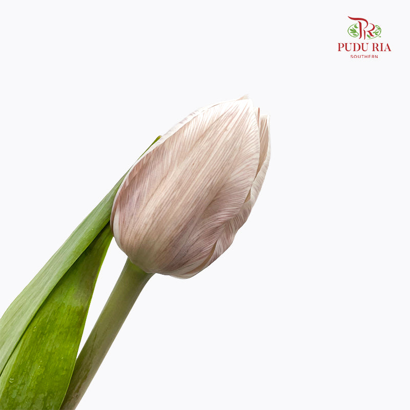 Tulip Dyed Colour Brown 郁金香 - (8-10 Stems)