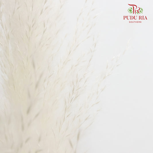 Dry Pampas Natural - White