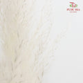 Dry Pampas Natural - White