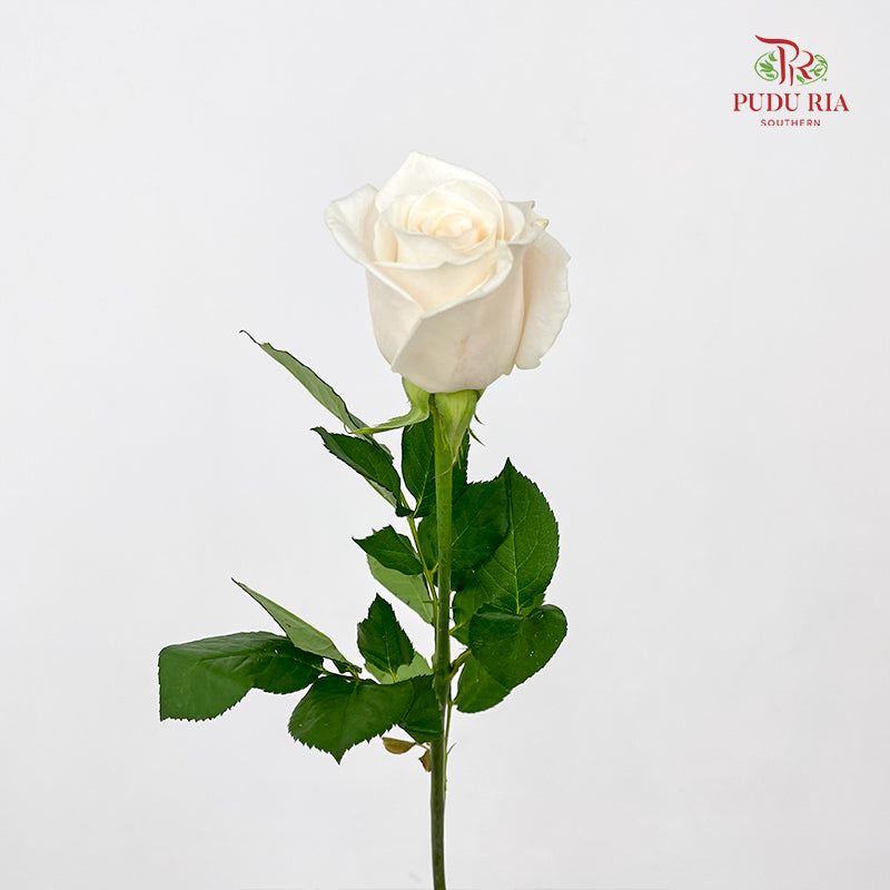 Rose Vendella - (8-10 Stems)