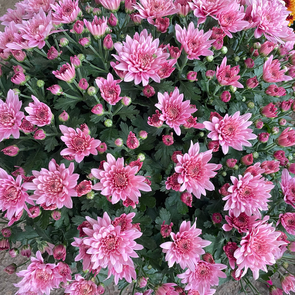 Chrysanthemum Gypsophilla P310 菊花满天星
