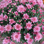 Chrysanthemum Gypsophilla P310 菊花满天星