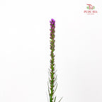 Liatris Spicata 蛇鞭菊 - (Per Bundle)