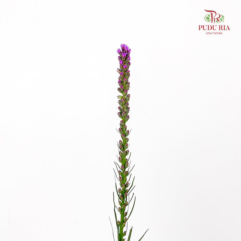 Liatris Spicata 蛇鞭菊 - (Per Bundle)