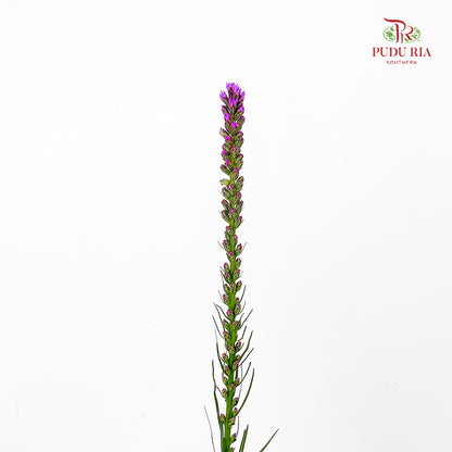Liatris Spicata 蛇鞭菊 - (Per Bundle)