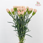 Carnation First Kiss 初吻康乃馨- (18-20 Stems)