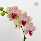 Phalaenopsis Orchid Green Line Purple Big Single Stem