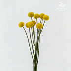 Craspedia Yellow - (8-10 Stems)