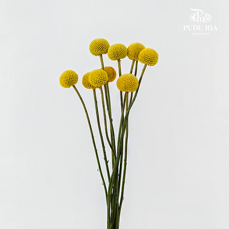 Craspedia Yellow - (8-10 Stems)