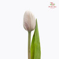 Tulip Dyed Colour Brown 郁金香 - (8-10 Stems)