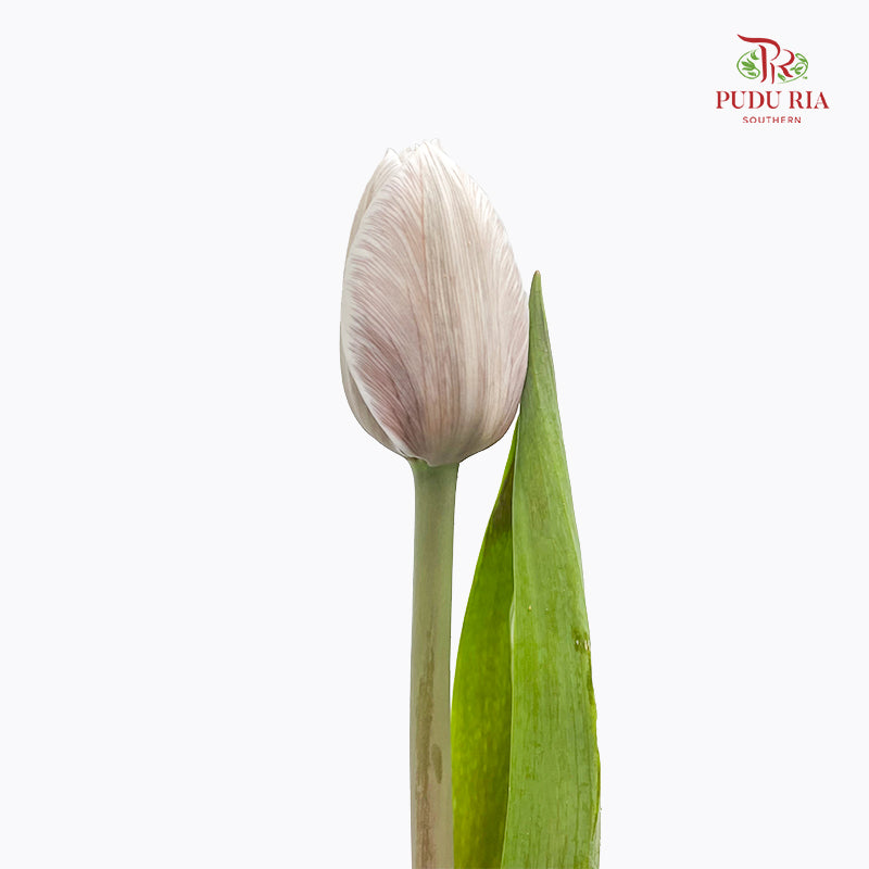 Tulip Dyed Colour Brown 郁金香 - (8-10 Stems)