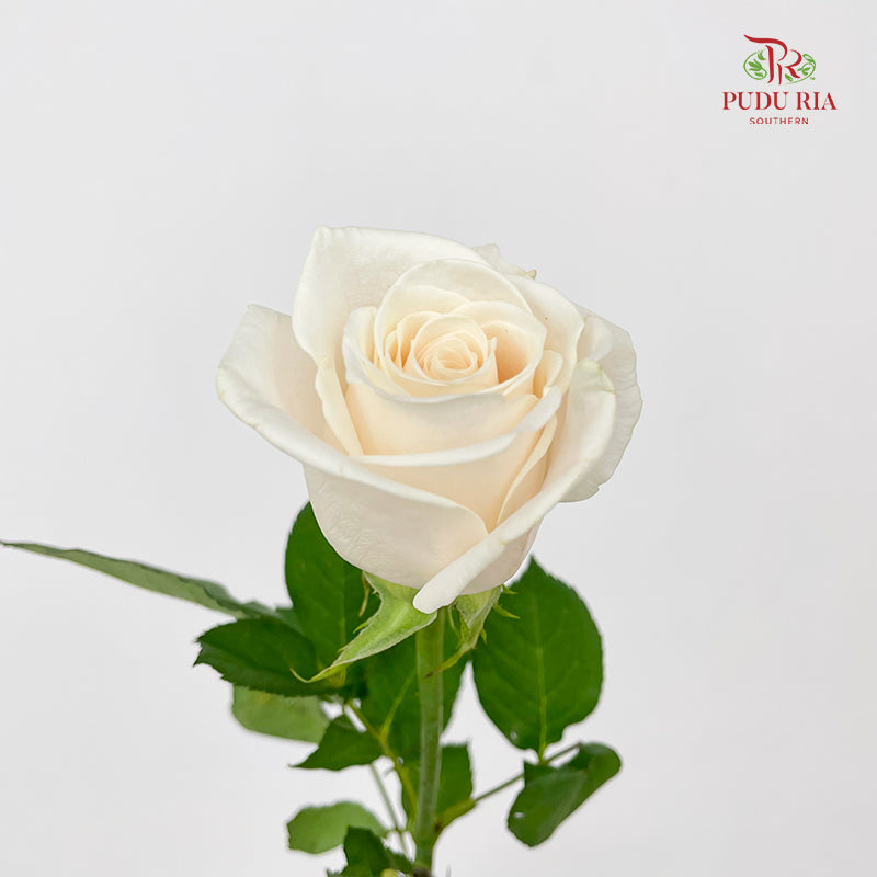 Rose Vendella - (8-10 Stems)