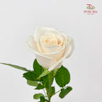 Rose Vendella - (8-10 Stems)