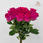 Rose Hot Wave Pink - (8-10 Stems)