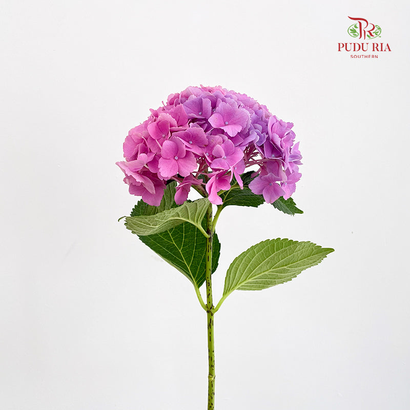 Hydrangea Small Pink Purple - (Per Stem)