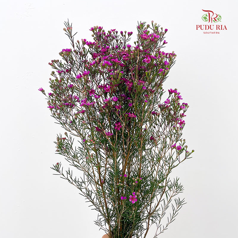 Wax Flower Pink 蜡花 - (Per Bundle)