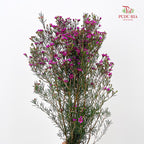 Wax Flower Pink 蜡花 - (Per Bundle)