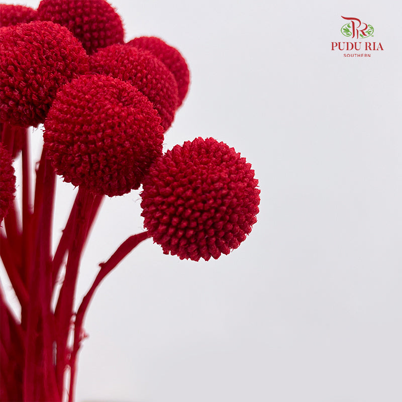 Preservative Craspedia - Red