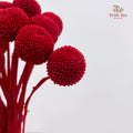 Preservative Craspedia - Red