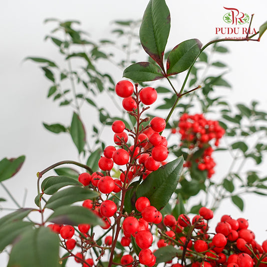 Nandina Domestica Berry - (Per Bundle)