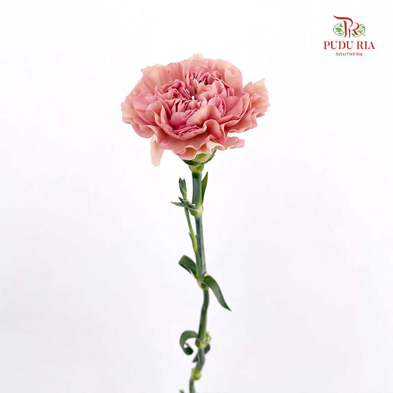 Carnation 康乃馨 Pink - (10 Stems)