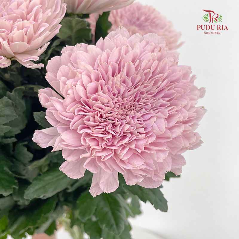 Net Mum Chrysanthemum Pink - (10-12 Stems)