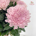 Net Mum Chrysanthemum Pink - (10-12 Stems)