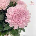 Net Mum Chrysanthemum Pink - (10-12 Stems)