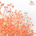 Preservative Baby Breath - Light Orange - Pudu Ria Florist Southern