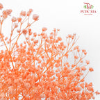 Preservative Baby Breath - Light Orange - Pudu Ria Florist Southern