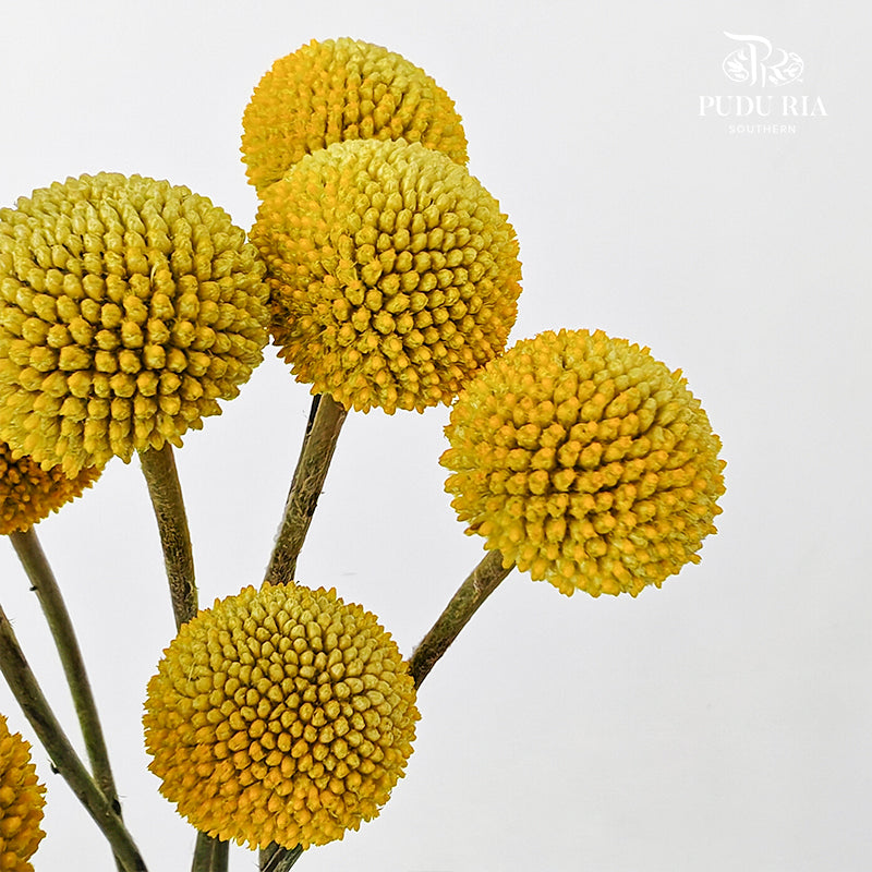 Craspedia Yellow - (8-10 Stems)