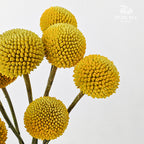 Craspedia Yellow - (8-10 Stems)