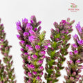 Liatris Spicata 蛇鞭菊 - (Per Bundle)