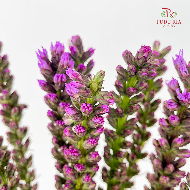 Liatris Spicata 蛇鞭菊 - (Per Bundle)