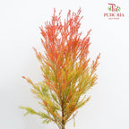 Melaleuca Gold Leaf Red - (Per Bundle)