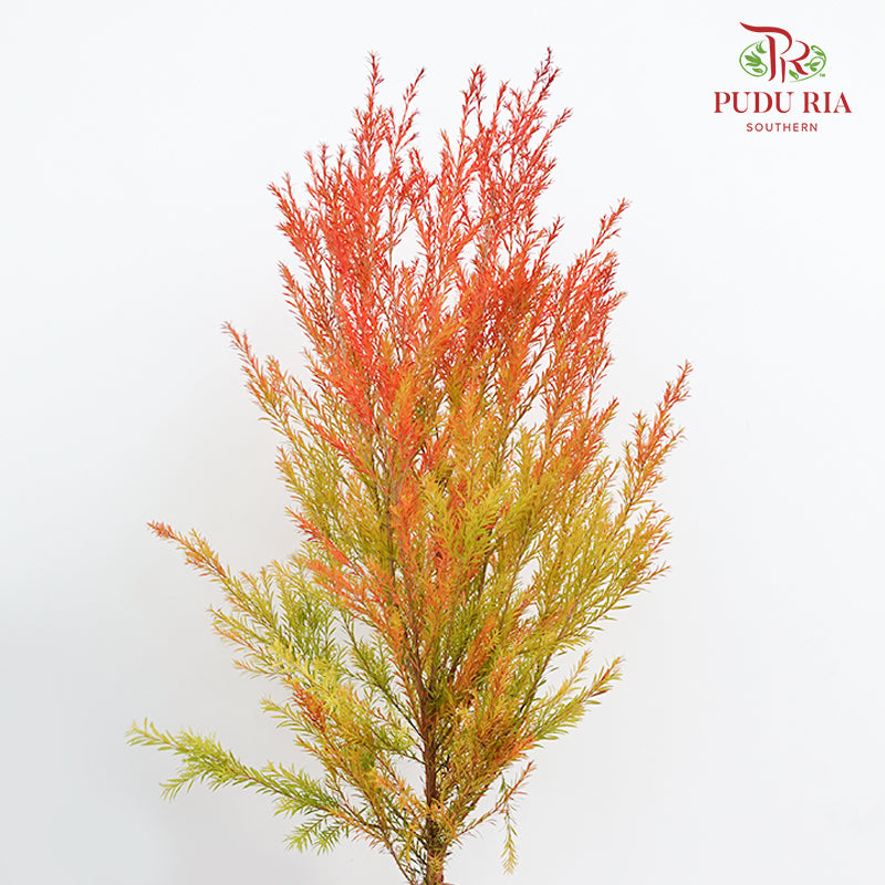 Melaleuca Gold Leaf Red - (Per Bundle)