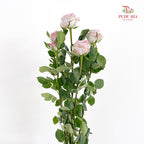 Rose Spray Soft Purple - (8-10 Stems)