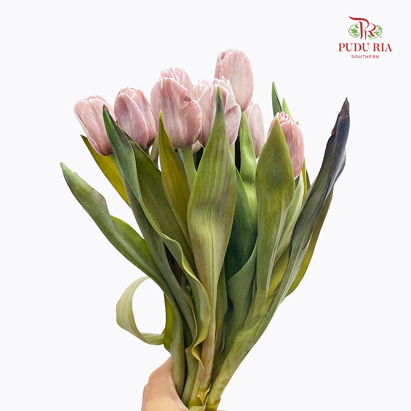 Tulip Dyed Colour Brown 郁金香 - (8-10 Stems)