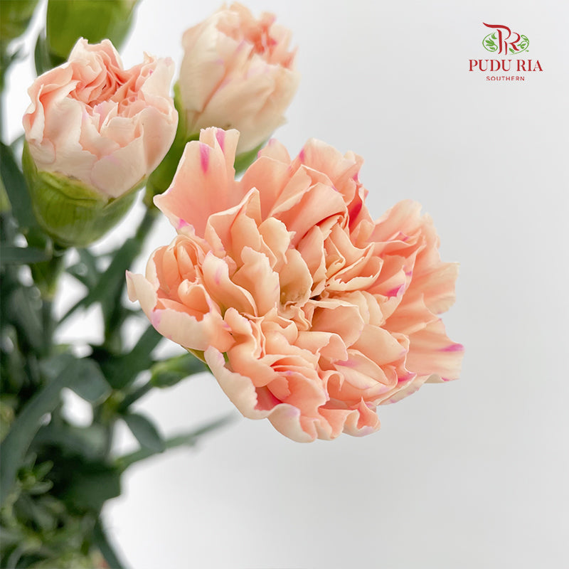Carnation First Kiss 初吻康乃馨- (18-20 Stems)