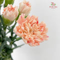 Carnation First Kiss 初吻康乃馨- (18-20 Stems)
