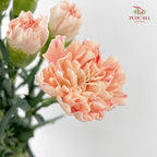 Carnation First Kiss 初吻康乃馨- (18-20 Stems)