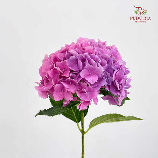 Hydrangea Small Pink Purple - (Per Stem)